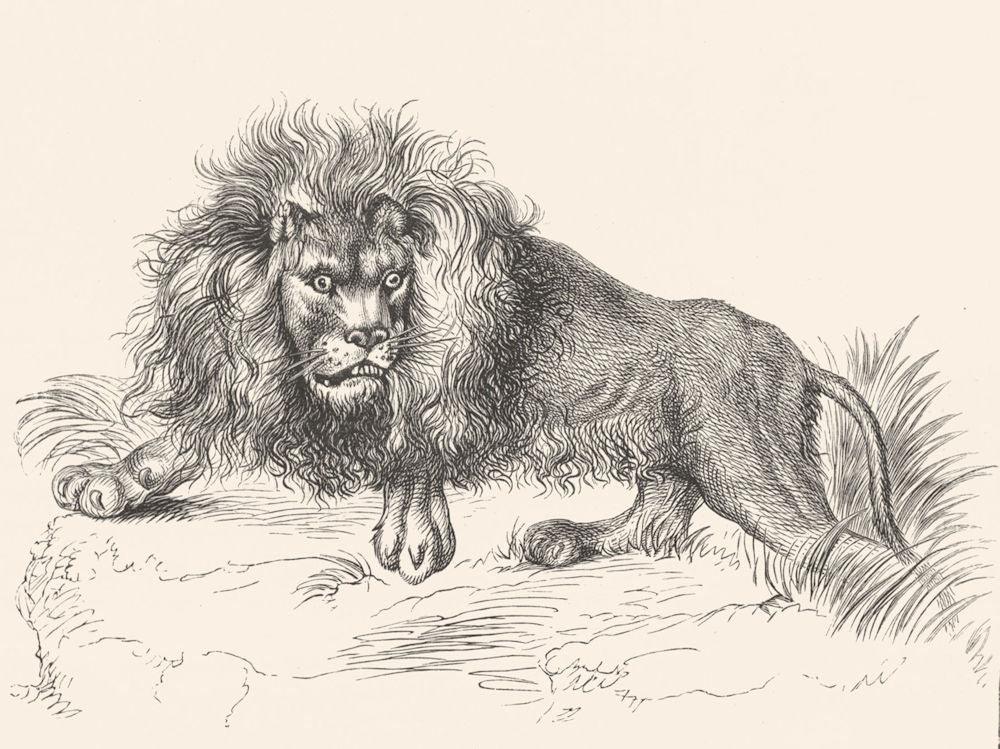 LIONS. In the Jungle(Lion)-Landseer c1880 old antique vintage print picture